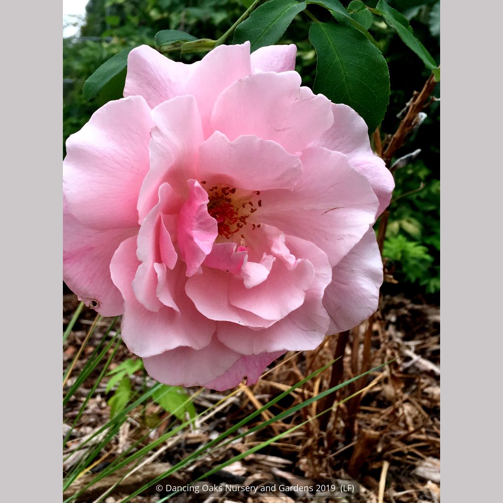 RoseMadameGregoireStach2018a_s