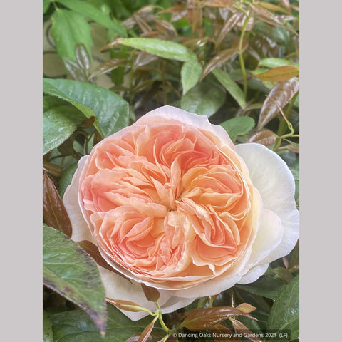 Shrubs ~ Rosa 'Marianne', Hybrid Gallica Rose ~ Dancing Oaks Nursery and Gardens ~ Retail Nursery ~ Mail Order Nursery