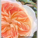 Shrubs ~ Rosa 'Marianne', Hybrid Gallica Rose ~ Dancing Oaks Nursery and Gardens ~ Retail Nursery ~ Mail Order Nursery