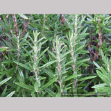 Perennials ~ Rosmarinus officinalis 'Blue Spires', Upright Rosemary ~ Dancing Oaks Nursery and Gardens ~ Retail Nursery ~ Mail Order Nursery