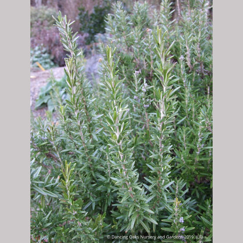 Perennials ~ Rosmarinus officinalis 'Blue Spires', Upright Rosemary ~ Dancing Oaks Nursery and Gardens ~ Retail Nursery ~ Mail Order Nursery