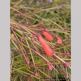 Russelia x 'St. Elmo's Fire', Firecracker Plant