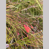 Russelia x 'St. Elmo's Fire', Firecracker Plant