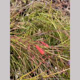 Russelia x 'St. Elmo's Fire', Firecracker Plant