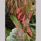 Russelia x 'St. Elmo's Fire', Firecracker Plant