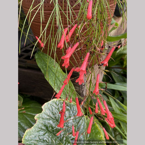 Russelia x 'St. Elmo's Fire', Firecracker Plant