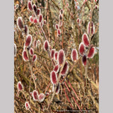 Salix chaenomeloides 'Mt. Asama', Red Pussy Willow