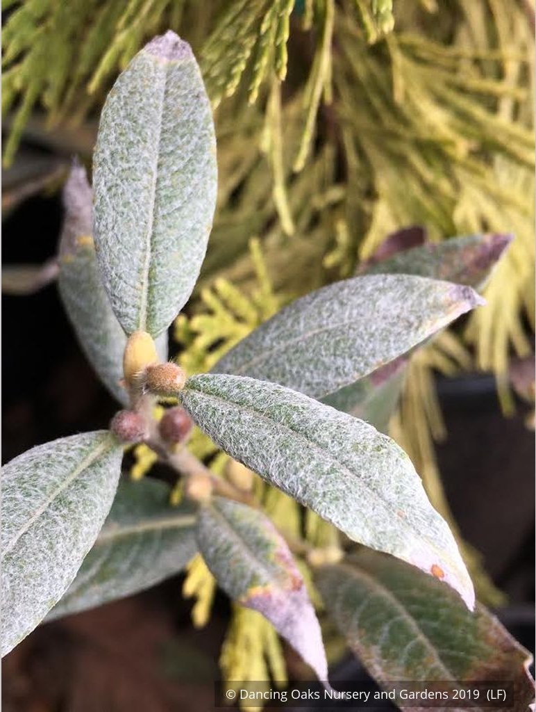 Perennials ~ Salix helvetica, Swiss Willow ~ Dancing Oaks Nursery and Gardens ~ Retail Nursery ~ Mail Order Nursery