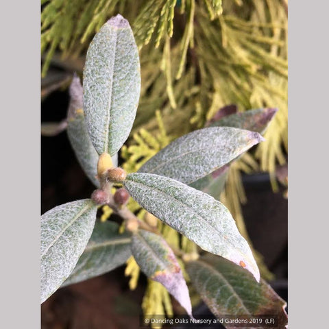 Perennials ~ Salix helvetica, Swiss Willow ~ Dancing Oaks Nursery and Gardens ~ Retail Nursery ~ Mail Order Nursery