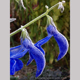 Perennials ~ Salvia patens 'Guanajuato', Guanajuato Gentian Sage ~ Dancing Oaks Nursery and Gardens ~ Retail Nursery ~ Mail Order Nursery