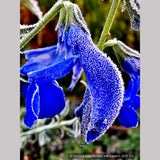Perennials ~ Salvia patens 'Guanajuato', Guanajuato Gentian Sage ~ Dancing Oaks Nursery and Gardens ~ Retail Nursery ~ Mail Order Nursery