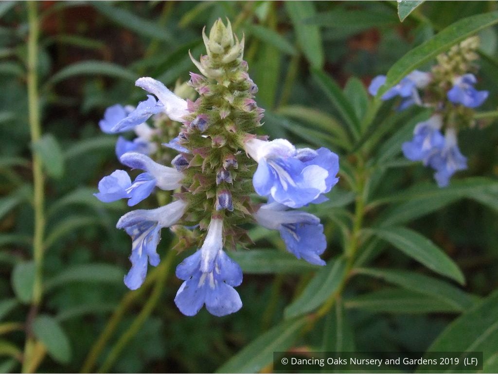 Perennials ~ Salvia uliginosa, Bog Salvia ~ Dancing Oaks Nursery and Gardens ~ Retail Nursery ~ Mail Order Nursery