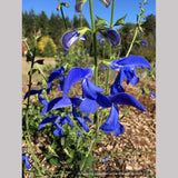 Perennials ~ Salvia patens 'Guanajuato', Guanajuato Gentian Sage ~ Dancing Oaks Nursery and Gardens ~ Retail Nursery ~ Mail Order Nursery