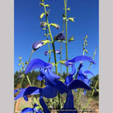 Perennials ~ Salvia patens 'Guanajuato', Guanajuato Gentian Sage ~ Dancing Oaks Nursery and Gardens ~ Retail Nursery ~ Mail Order Nursery