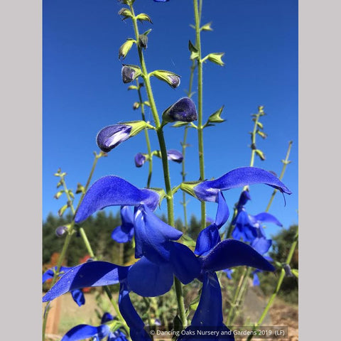 Perennials ~ Salvia patens 'Guanajuato', Guanajuato Gentian Sage ~ Dancing Oaks Nursery and Gardens ~ Retail Nursery ~ Mail Order Nursery
