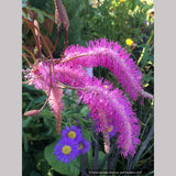 Sanguisorba hakusanensis 'Lilac Squirrel', Burnet