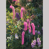 Sanguisorba hakusanensis 'Lilac Squirrel', Burnet