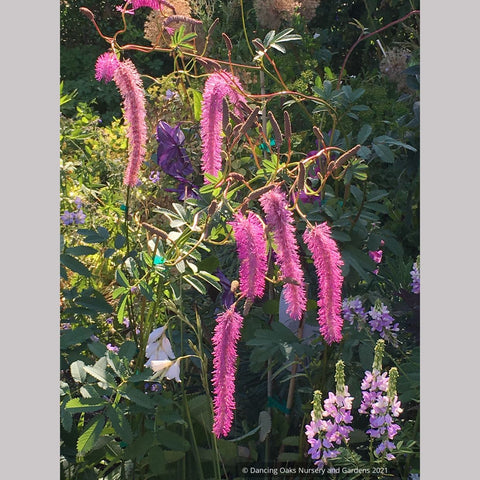 Sanguisorba hakusanensis 'Lilac Squirrel', Burnet