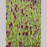 Sanguisorba 'Little Angel', Little Angel Dwarf Burnet