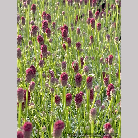 Sanguisorba 'Little Angel', Little Angel Dwarf Burnet