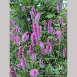 Sanguisorba menziesii 'Wake Up', Burnet