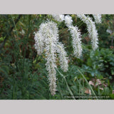 Perennials ~ Sanguisorba tenuifolia var. alba, Burnet ~ Dancing Oaks Nursery and Gardens ~ Retail Nursery ~ Mail Order Nursery