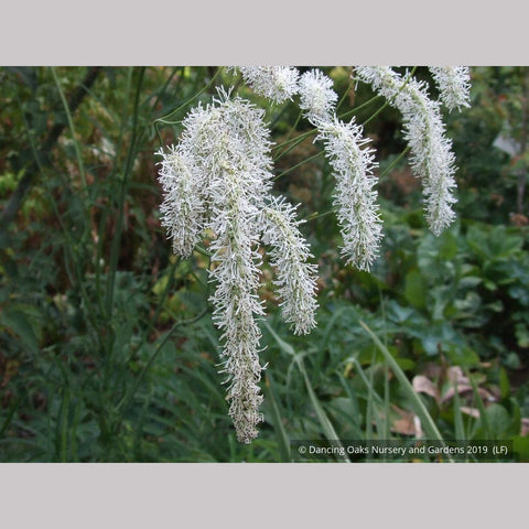 Perennials ~ Sanguisorba tenuifolia var. alba, Burnet ~ Dancing Oaks Nursery and Gardens ~ Retail Nursery ~ Mail Order Nursery