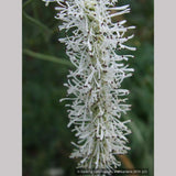 Perennials ~ Sanguisorba tenuifolia var. alba, Burnet ~ Dancing Oaks Nursery and Gardens ~ Retail Nursery ~ Mail Order Nursery