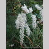 Perennials ~ Sanguisorba tenuifolia var. alba, Burnet ~ Dancing Oaks Nursery and Gardens ~ Retail Nursery ~ Mail Order Nursery