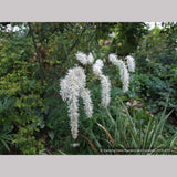 Perennials ~ Sanguisorba tenuifolia var. alba, Burnet ~ Dancing Oaks Nursery and Gardens ~ Retail Nursery ~ Mail Order Nursery