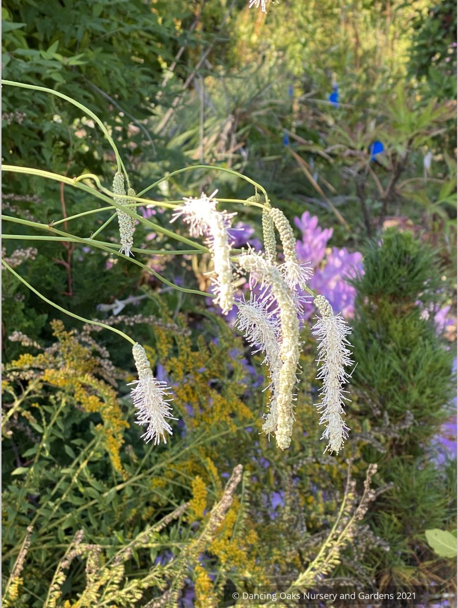 Sanguisorba tenuifolia 'Korean Snow', Burnet