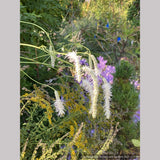 Sanguisorba tenuifolia 'Korean Snow', Burnet