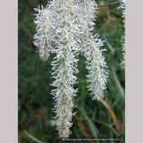 Perennials ~ Sanguisorba tenuifolia var. alba, Burnet ~ Dancing Oaks Nursery and Gardens ~ Retail Nursery ~ Mail Order Nursery
