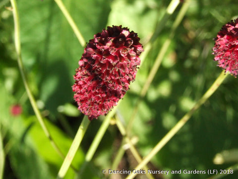 Perennials ~ Sanguisorba officinalis 'Tanna', Burnet ~ Dancing Oaks Nursery and Gardens ~ Retail Nursery ~ Mail Order Nursery