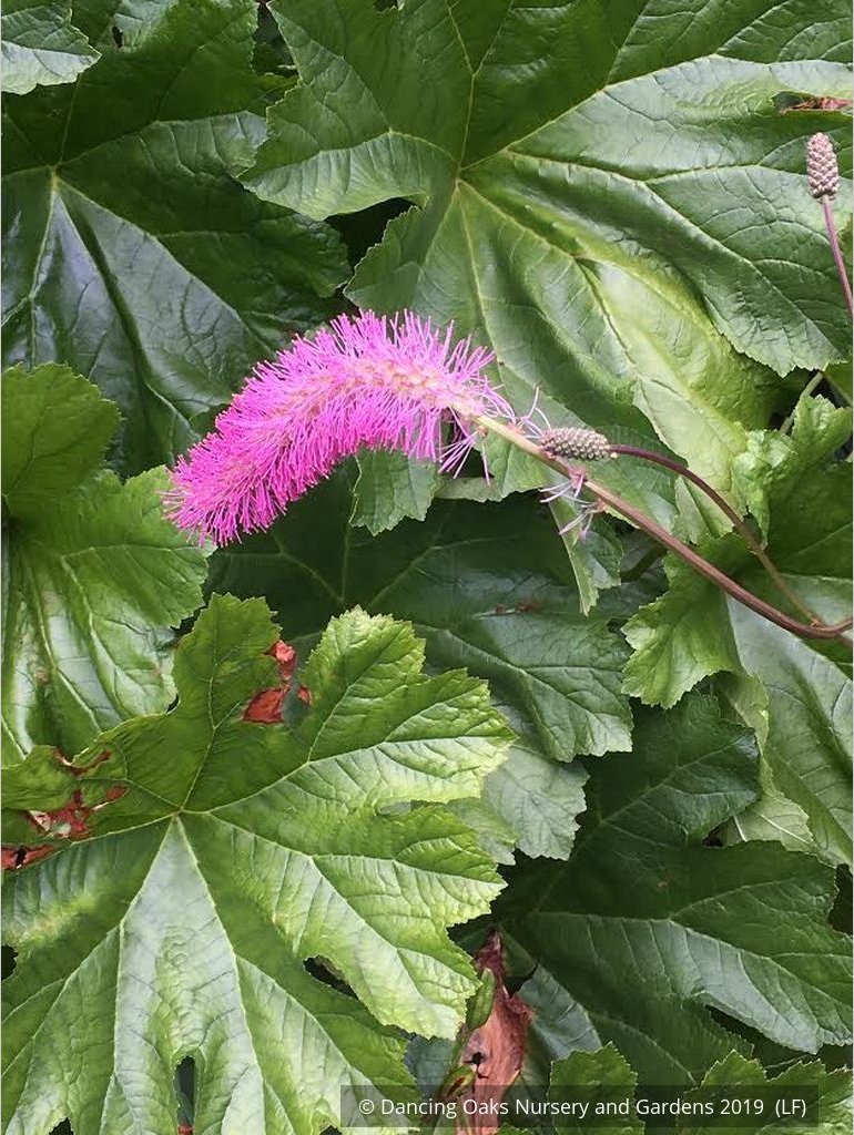 Perennials ~ Sanguisorba obtusa, Japanese Burnet ~ Dancing Oaks Nursery and Gardens ~ Retail Nursery ~ Mail Order Nursery
