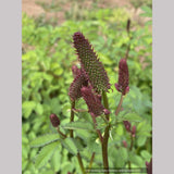 Sanguisorba menziesii 'Wake Up', Burnet