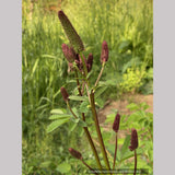 Sanguisorba menziesii 'Wake Up', Burnet