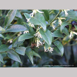 Shrubs ~ Sarcococca confusa, Sweet Box ~ Dancing Oaks Nursery and Gardens ~ Retail Nursery ~ Mail Order Nursery