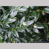Shrubs ~ Sarcococca confusa, Sweet Box ~ Dancing Oaks Nursery and Gardens ~ Retail Nursery ~ Mail Order Nursery