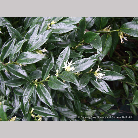 Shrubs ~ Sarcococca confusa, Sweet Box ~ Dancing Oaks Nursery and Gardens ~ Retail Nursery ~ Mail Order Nursery