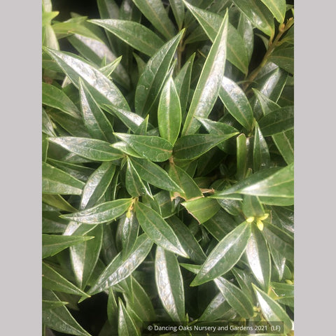 Shrubs ~ Sarcococca hookeriana var humilis Fragrant Valley™ 'Sarsid1' 19942, Sweet Box ~ Dancing Oaks Nursery and Gardens ~ Retail Nursery ~ Mail Order Nursery