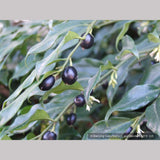Shrubs ~ Sarcococca confusa, Sweet Box ~ Dancing Oaks Nursery and Gardens ~ Retail Nursery ~ Mail Order Nursery