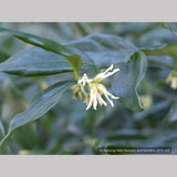 Shrubs ~ Sarcococca confusa, Sweet Box ~ Dancing Oaks Nursery and Gardens ~ Retail Nursery ~ Mail Order Nursery