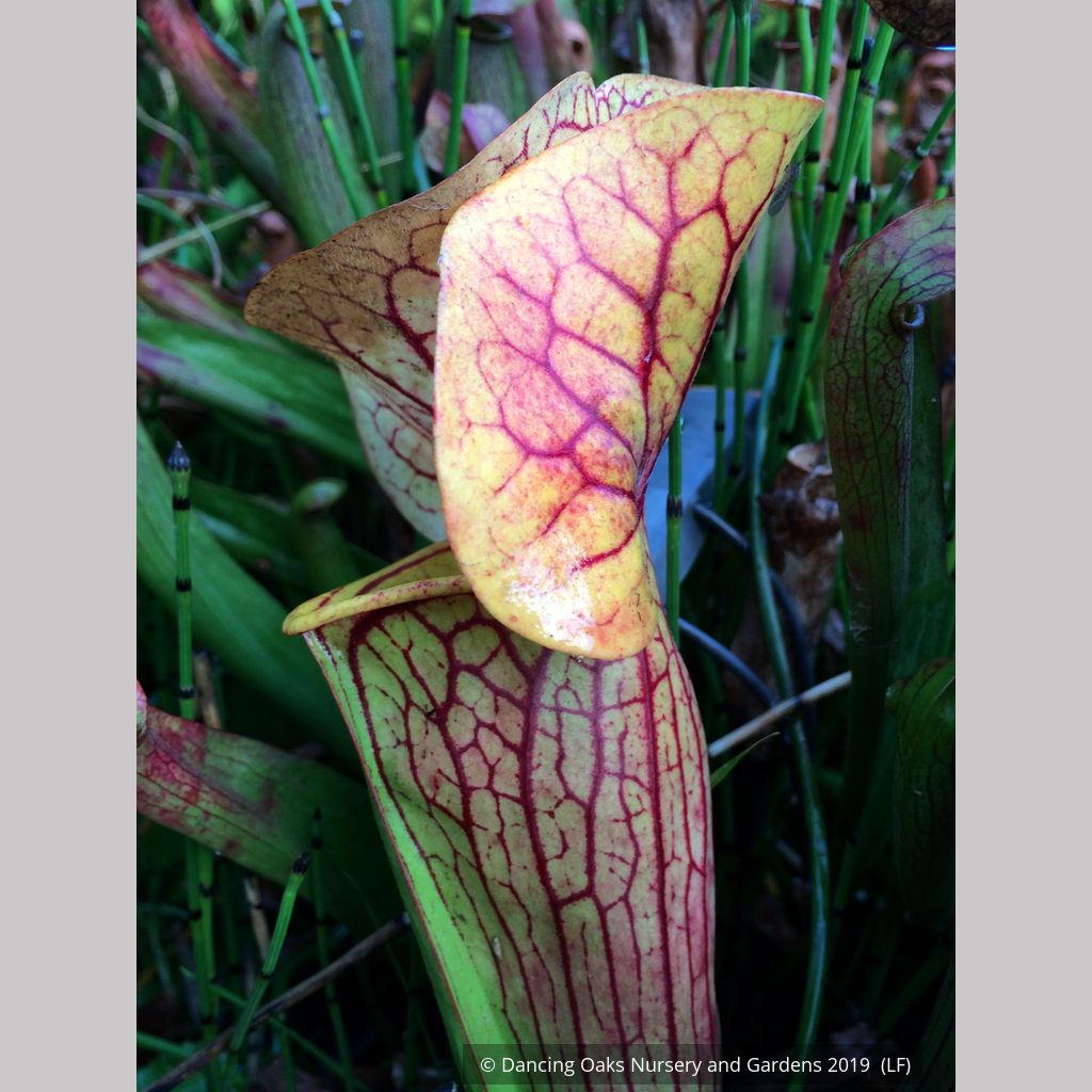 carnivorous plants sarracenia Sarracenia hybrids, Pitcher Plant – Dancing Oaks Nursery and Gardens