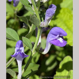 Scutellaria incana, Downy Skullcap