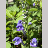Perennials ~ Scutellaria incana, Downy Skullcap ~ Dancing Oaks Nursery and Gardens ~ Retail Nursery ~ Mail Order Nursery