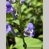 Perennials ~ Scutellaria incana, Downy Skullcap ~ Dancing Oaks Nursery and Gardens ~ Retail Nursery ~ Mail Order Nursery