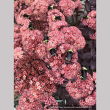 Perennials ~ Sedum spectabile 'Marchant's Best Red' ~ Dancing Oaks Nursery and Gardens ~ Retail Nursery ~ Mail Order Nursery