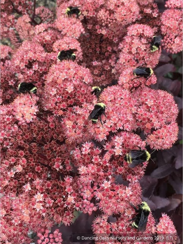 Perennials ~ Sedum spectabile 'Marchant's Best Red' ~ Dancing Oaks Nursery and Gardens ~ Retail Nursery ~ Mail Order Nursery