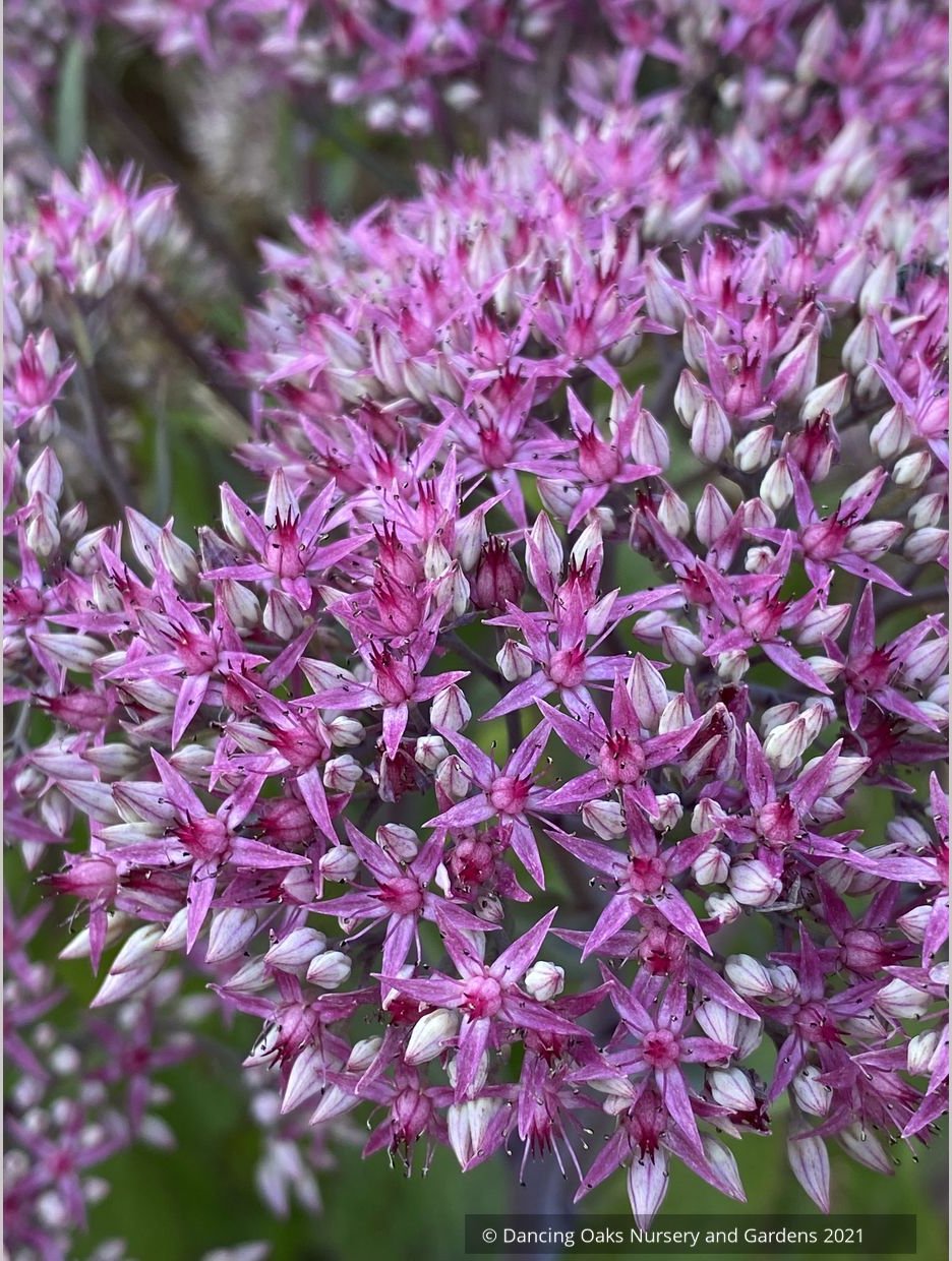Sedum 'Mr. Goodbud', Stonecrop